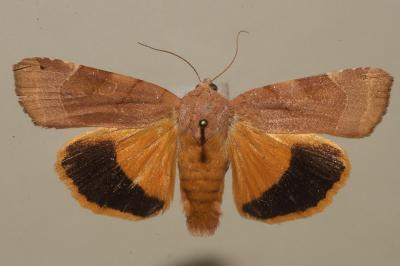 <i>Noctua fimbriata</i>