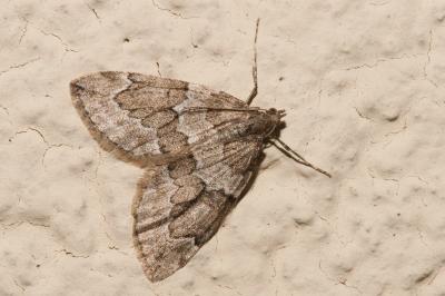 <i>Thera juniperata</i>