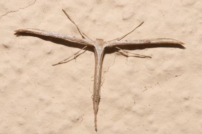 <i>Emmelina monodactyla</i>