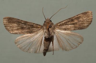 <i>Agrotis segetum</i>