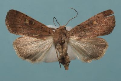 <i>Xestia xanthographa</i>