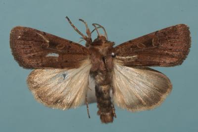 <i>Xestia xanthographa</i>