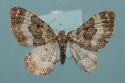 <i>Epirrhoe rivata</i>