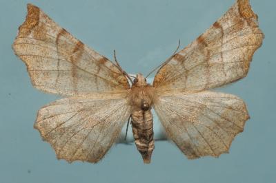 <i>Selenia dentaria</i>