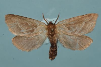 <i>Triodia sylvina</i>