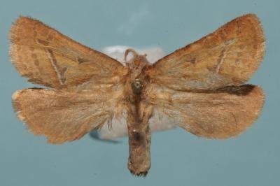 <i>Triodia sylvina</i>