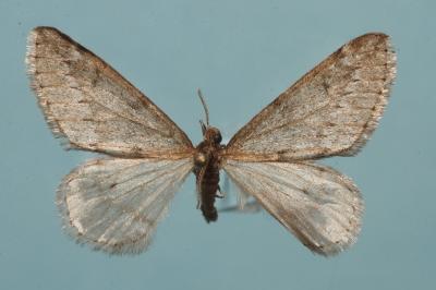 <i>Alsophila aescularia</i>