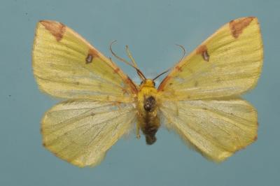 <i>Opisthograptis luteolata</i>