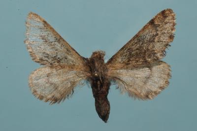 <i>Apocheima hispidaria</i>