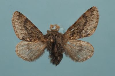 <i>Apocheima hispidaria</i>