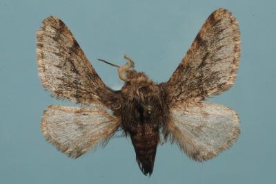 <i>Apocheima hispidaria</i>