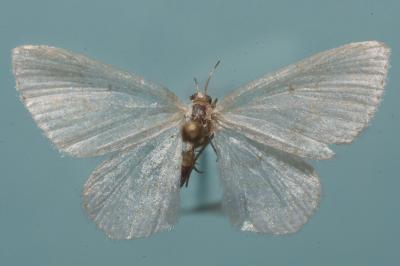<i>Asthena albulata</i>