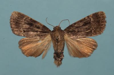 <i>Amphipyra berbera svenssoni</i>