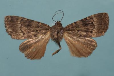 <i>Amphipyra berbera svenssoni</i>