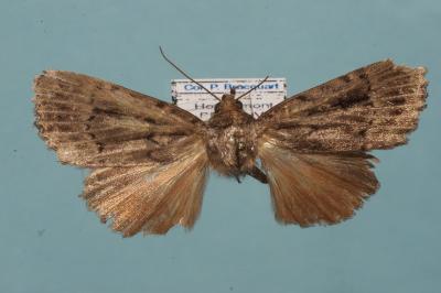 <i>Amphipyra pyramidea</i>