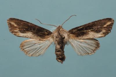 <i>Egira conspicillaris</i>