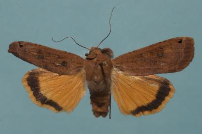 <i>Noctua pronuba</i>