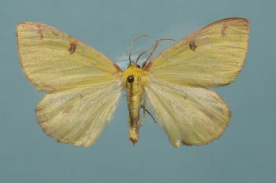<i>Opisthograptis luteolata</i>