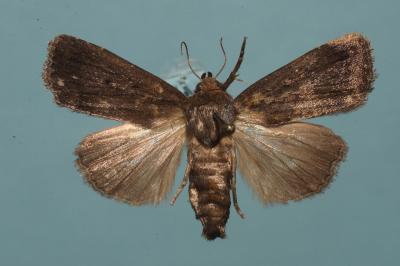 <i>Amphipyra tragopoginis</i>