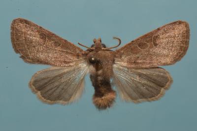 <i>Orthosia cerasi</i>