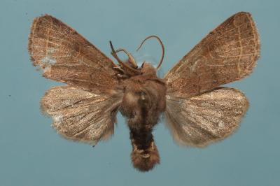 <i>Orthosia cerasi</i>