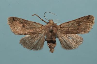 <i>Anchoscelis litura</i>