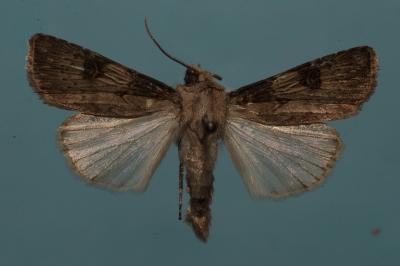 <i>Agrotis puta</i>
