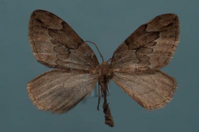 <i>Thera juniperata</i>