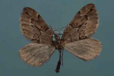 <i>Thera juniperata</i>