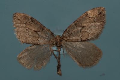 <i>Thera juniperata</i>