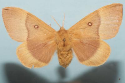 <i>Lasiocampa quercus quercus</i>