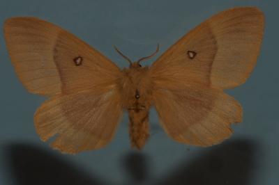 <i>Lasiocampa quercus quercus</i>