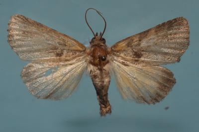 <i>Thalpophila matura</i>