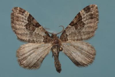 <i>Xanthorhoe fluctuata</i>