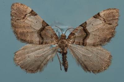 <i>Xanthorhoe fluctuata</i>