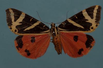 <i>Euplagia quadripunctaria</i>