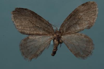 <i>Epirrita christyi</i>