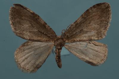 <i>Epirrita dilutata</i>