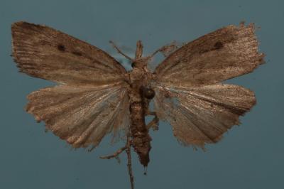 <i>Aphomia sociella</i>