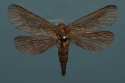<i>Korscheltellus lupulinus</i>