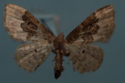 <i>Idaea rusticata</i>