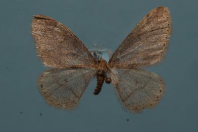 <i>Phigaliohybernia marginaria</i>