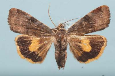 <i>Noctua janthe</i>