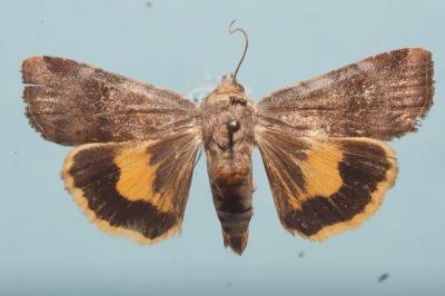 <i>Noctua janthe</i>