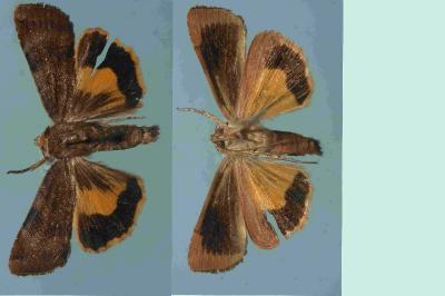 <i>Noctua janthe</i>