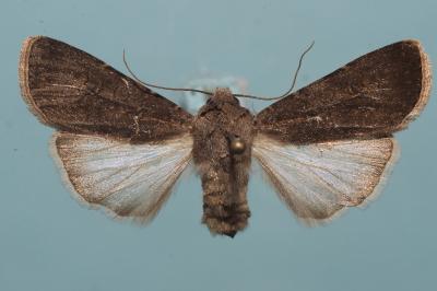 <i>Agrotis segetum</i>