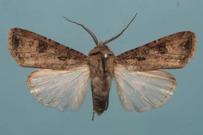 <i>Agrotis segetum</i>