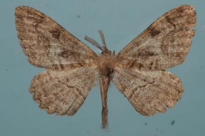 <i>Alcis repandata</i>
