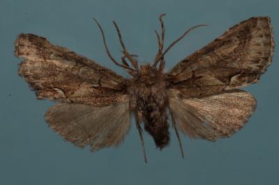 <i>Allophyes oxyacanthae</i>
