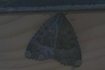 <i>Mormo maura</i>